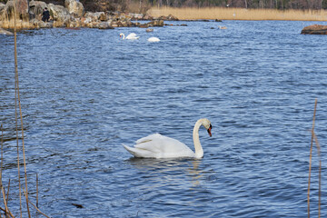 White swans by the sea in spring.