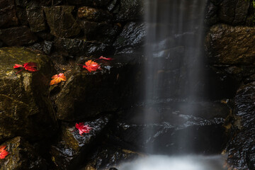 waterfall in the forest