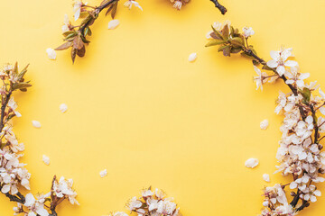 Spring blossom. May flowers and April floral nature on pink background. Branches of blossoming apricot macro with soft focus. For easter and spring greeting cards with copy space. Springtime.