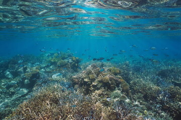 Fototapeta na wymiar Healthy coral reef below water surface, underwater seascape, south Pacific ocean, Oceania