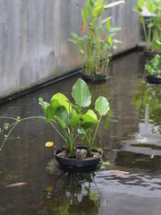 Lotus in fish pond. House plant aqua landscape.