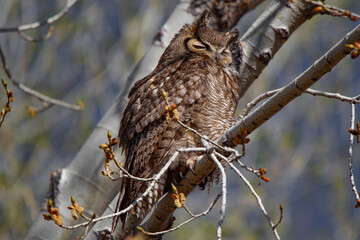 Great Horned owl perched in the sun, resting.