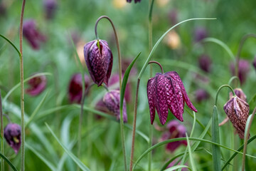 Purple chequered Snake's Head Fritillary flowers grow wild in the grass in Richmond, London, UK. Photographed in mid April.