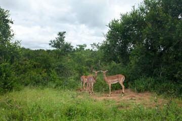 Impala in the Hluhluwe Imfolozi Game Reserve. African safari . Herd of antelopes hiding in the bushes.
