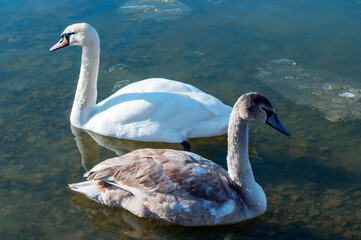 white swans group on the lake swim well under the bright sun