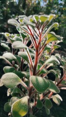 Obraz premium aloe vera plant