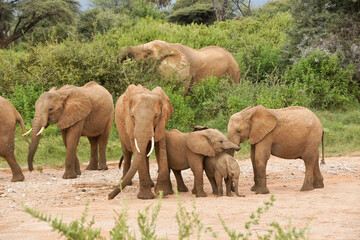 Naklejka premium Elephants playing and feeding, Samburu Game Reserve, Kenya