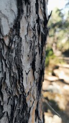 bark of a tree