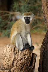 Black-faced vervet monkey sitting on tree stump, Samburu Game Reserve, Kenya