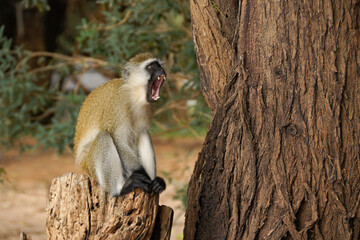 Black-faced vervet monkey yawning while sitting on tree stump, Samburu Game Reserve, Kenya