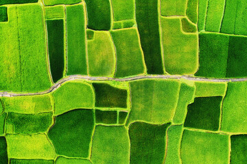 An aerial view of the rice terraces. Landscape from a drone. Agricultural landscape from the air....