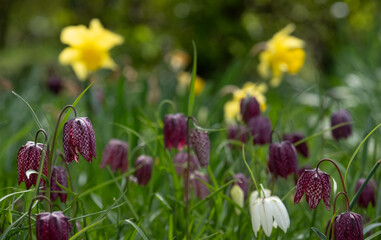 Purple chequered Snake's  Head Fritillary flowers grow in a suburban garden in Pinner, Middlesex UK. Photographed on a sunny day in early April.