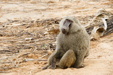 Male olive (Anubis, savanna) baboon sitting on ground at Samburu Game Reserve, Kenya