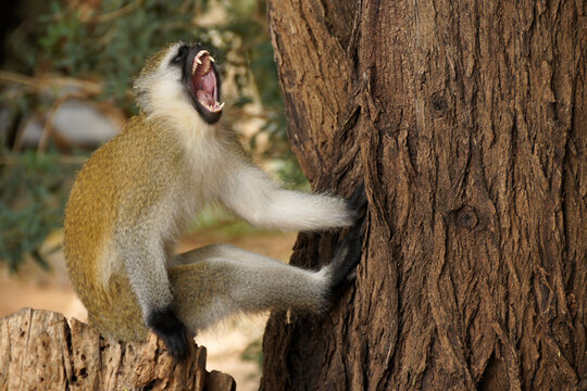 Black-faced vervet monkey yawning while sitting on tree stump, Samburu Game Reserve, Kenya