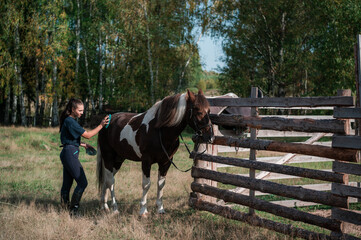 Cute girl holds a brush in her hand and cleans her horse in the equestrian club