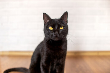 black cat with yellow eyes sits on a laminate