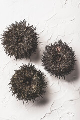 Fresh sea urchins (ricci di mare), unopened shells on the white background, close-up, macro. Delicious seafood from southern Italy and Spain. Natural texture