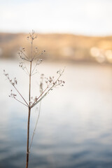 Winterblume an der Donau