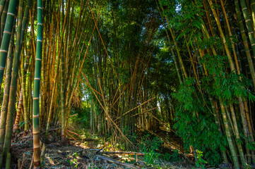Naklejka na ściany i meble Bamboo forest. Nature and environment.