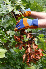 Close-up of Gloved Hands Removing a Dead Branch From a Maple Tree