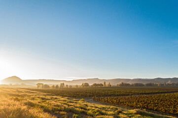 Obraz premium Sunrise at vineyard