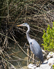 Blue heron closeup at San Joaquin Marsh and Wildlife Sanctuary in Irvine California