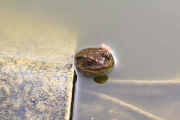 Closeup shot of a toad in a spawning pond