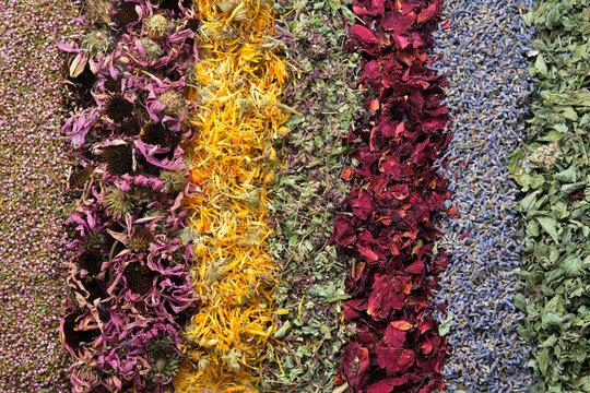 Rows of dry medicinal herbs - heather, echinacea, calendula, wild marjoram, rose petals, lavender flowers and lemon balm.