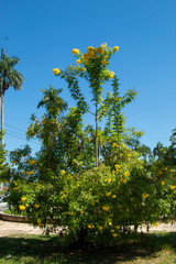 s&atilde;o fotos bonitas 