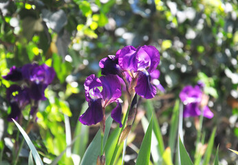 Purple irises in the garden in spring sunny day. Bearded iris. Gardening.