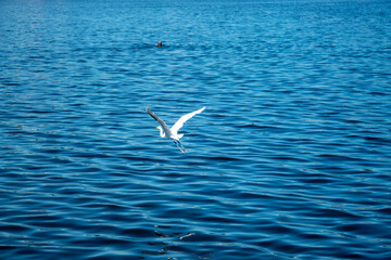 s&atilde;o fotos bonitas 