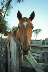 Fototapeta premium HORSES EATING IN A CORRAL