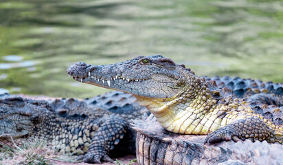 Crocodile of the Nile lies on the shore against the background of the water surface.