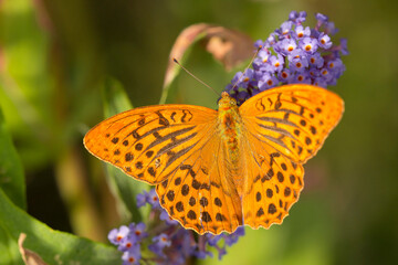 Silver-washed Fritillary (Argynnis paphia) male feeding on nectar from Butterfly Bush (Buddleja davidii)