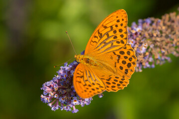 Silver-washed Fritillary (Argynnis paphia) male feeding on nectar from Butterfly Bush (Buddleja davidii)