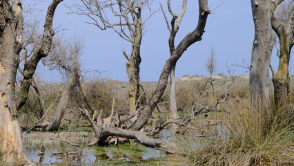 Nature in floodplain in Karacabey Turkey. Trees extends to sky and many types of plants suches bushes and marshy places and forest.