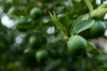 harvesting the ripe fruits of grandmother's garden