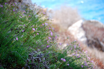 VIolet flower in Lampedusa. Summer 2009