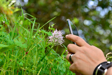 girl taking pictures with the mobile to a wild orchid