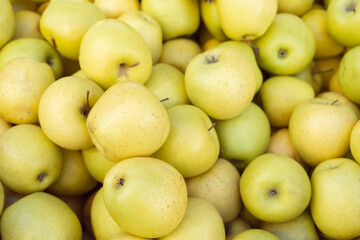A lot of yellow apples. Harvesting. Healthy diet.