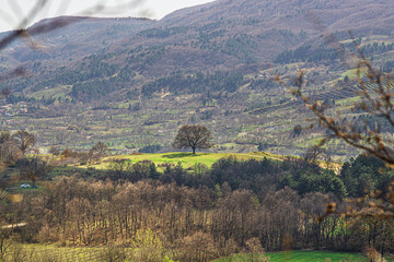 big tree on the hill