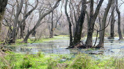 Huge, dried and withered tree in floodplain forest in Karacabey Bursa. There is big hole inside the...