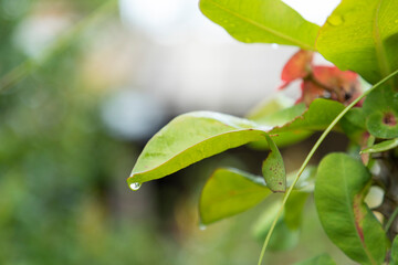 harvesting the ripe fruits of grandmother's garden