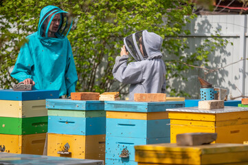 Dad and son on the apiary. Family agribusiness. boy records video as father works near hives. Online education in beekeeping and fertilization of queen bee.