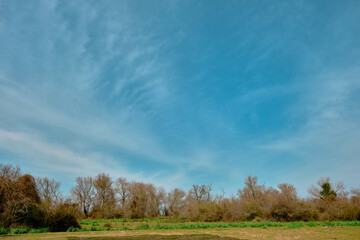 Fototapeta premium Nature in floodplain in Karacabey Turkey. Trees extends to sky and many types of plants suches bushes and marshy places and forest.