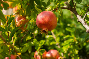 Red ripe pomegranate fruits grow in the garden. Punica granatum fruits close-up ripen on a branch. Bright sunlight. Blurred background of leaves. Vitamins, proper nutrition. The concept of harvesting