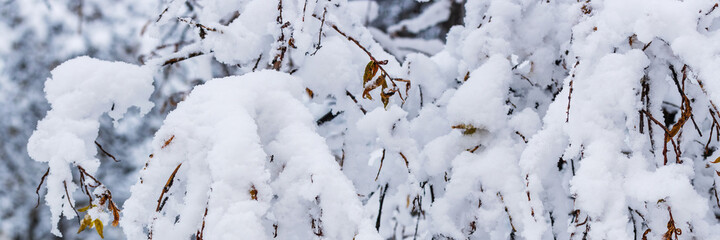 Snow on the branches of trees and bushes after a snowfall. Beautiful winter background with snow-covered trees. Plants in a winter forest park. Cold snowy weather. Cool panoramic texture of fresh snow