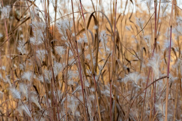 Fototapeta premium Virginia Native Grassland