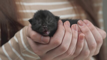 Female hand holds a newborn, blind, beige kitten. Blind kitten in female hands