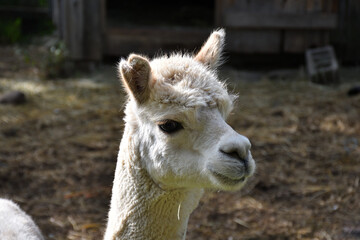Obraz premium White Alpaca with fresh haircut
